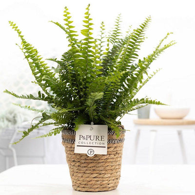 Nephrolepis Green Lady In P&PURE Basket - Ø12cm - ↕35cm