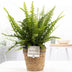 Nephrolepis Green Lady In P&PURE Basket - Ø12cm - ↕35cm Bild 2