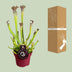 Sarracenia Farnhamii fleischfressende Pflanze, 40cm hoch, im 12cm Topf Bild 4