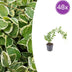48x Vinca major 'Variegata' - Bunter Bodendecker, 10-25cm hoch Bild 1