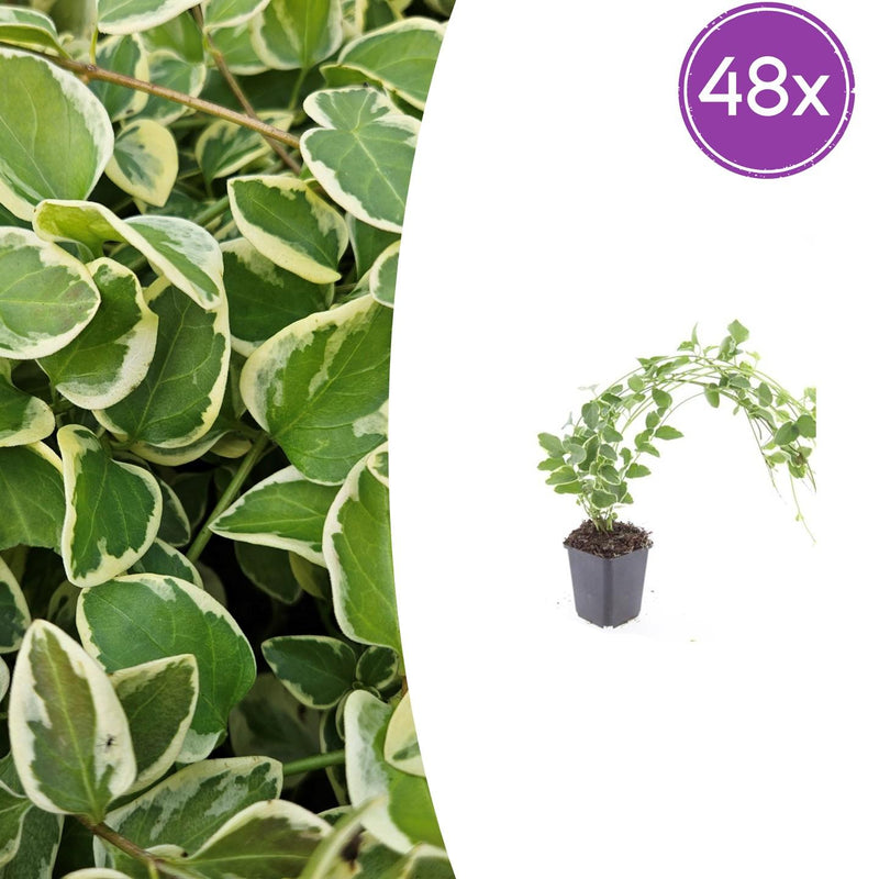48x Vinca major 'Variegata' - Bunter Bodendecker, 10-25cm hoch