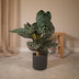Calathea Ornata - Ø19cm - Zimmerpflanze mit rosa Streifen Bild 5