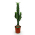 Green boutiQ - Zimmerpflanze - Euphorbia eritrea - Afrikanischer Milchbaum - Wenig Pflege - Grün - 1 - Topf 19cm - Höhe 70cm Bild 2