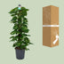 Scindapsus (Epipremnum) Pflanze, 120cm hoch, Ø24cm Topf Bild 4