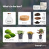 Flaschengarten Sam Calathea: Autarkes Mini-Biotop mit LED-Lampe Bild 3