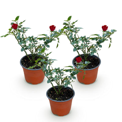 Rosa Rote The Fairy Rose: 3 winterharte Pflanzen im 12cm Topf