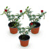 Pink Red The Fairy Rose: 3 winter-hardy plants in 12cm pots Bild 2