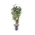 Polyscias Fabian: Elegante Zimmerpflanze, 60cm, Ø17cm Bild 2