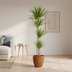Dracaena Marginata Green XL: 170-190cm, Ø27cm Topf Bild 6