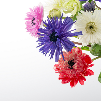 Anemone double 30 pieces