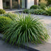 6x Japanisches Berggras Carex oshimensis Evergreen, Topf 11cm, 15-25cm Bild 6