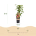 Himbeerpflanze 'Ottawa' - Rote Himbeeren, 2 Pflanzen, 50cm Bild 3