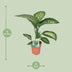 Dieffenbachia Seguine Tropic Snow - Ø19cm - ↕70cm Bild 2