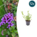 12x Verbena bonariensis - Lila Blütenstaude, 10-25cm Bild 1