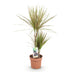 Drachenbaum Bicolor (Dracaena Marginata) - Pflegeleicht & Elegant Bild 2