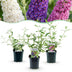 Green boutiQ - Garden plant - Buddleja davidii Tricolour - Butterfly bush - Hardy - Blue - Pink - White - 3 plants - Pot 17cm - Height 45cm Bild 1