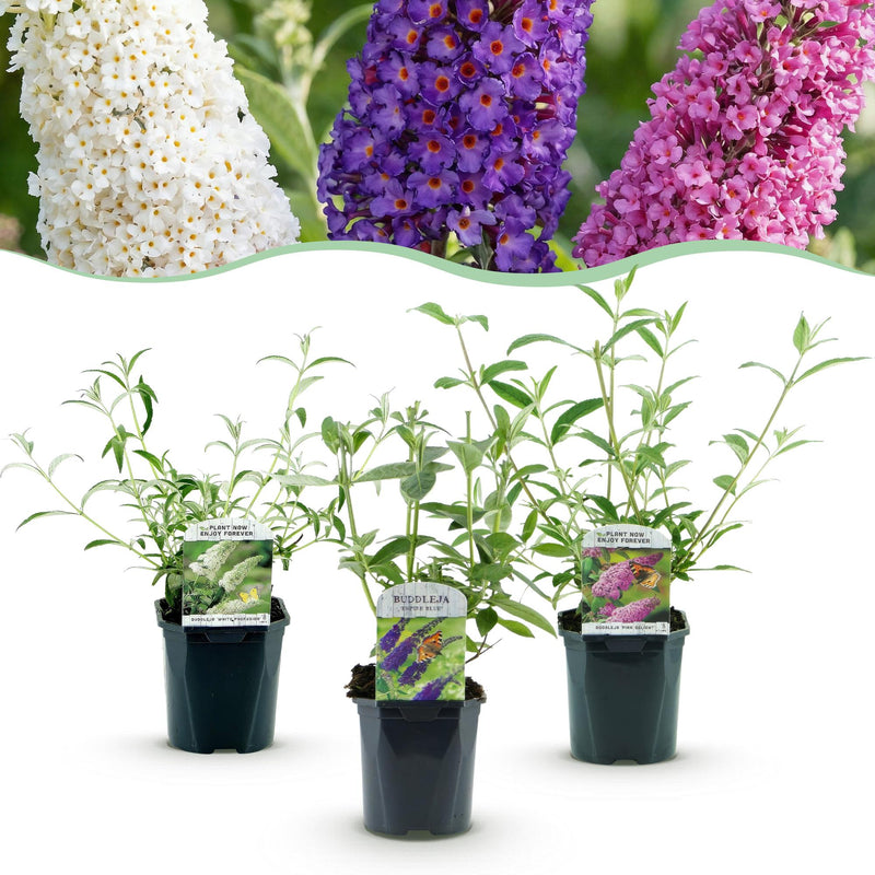Green boutiQ - Garden plant - Buddleja davidii Tricolour - Butterfly bush - Hardy - Blue - Pink - White - 3 plants - Pot 17cm - Height 45cm