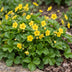 Waldsteinia ternata Erdbeerkraut: Bodendecker mit gelben Blüten (1 Pflanze) Bild 5