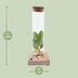 Clusia im Glasröhrchen mit LED - Dekorative Hydrokultur-Pflanze Bild 2