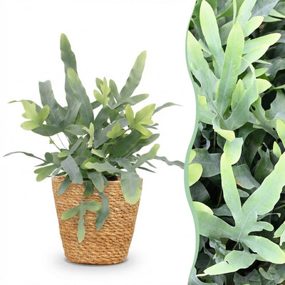 Phlebodium aureum Blue Star: Blaugrüner Farn im Korb, Topf 12cm