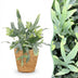 Phlebodium aureum Blue Star: Blaugrüner Farn im Korb, Topf 12cm Bild 1