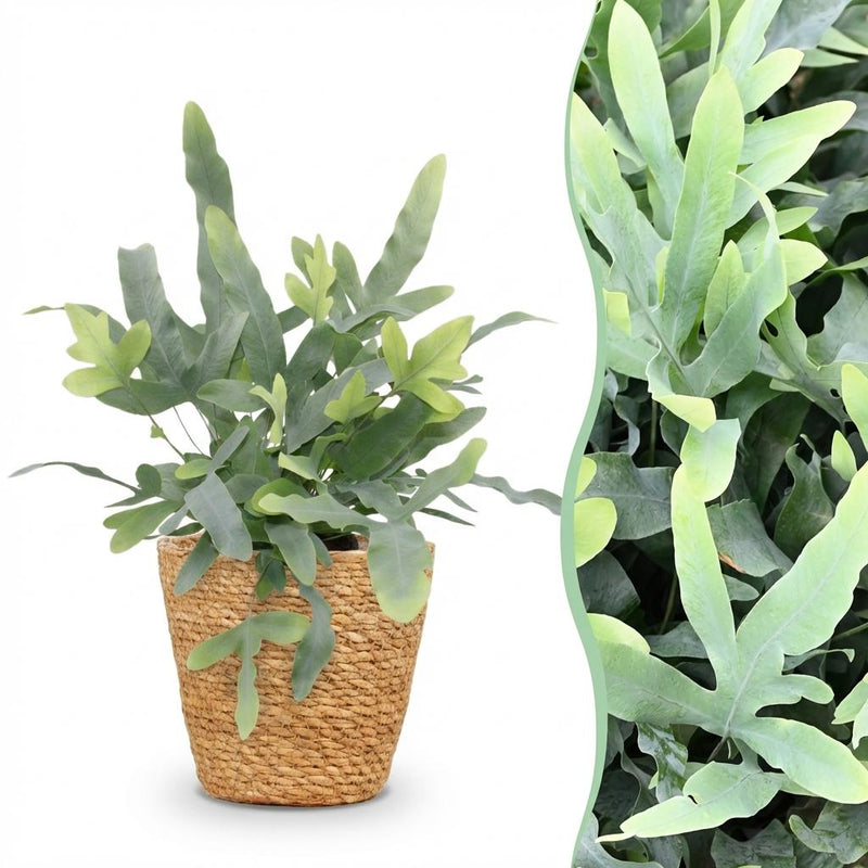 Phlebodium aureum Blue Star: Blaugrüner Farn im Korb, Topf 12cm