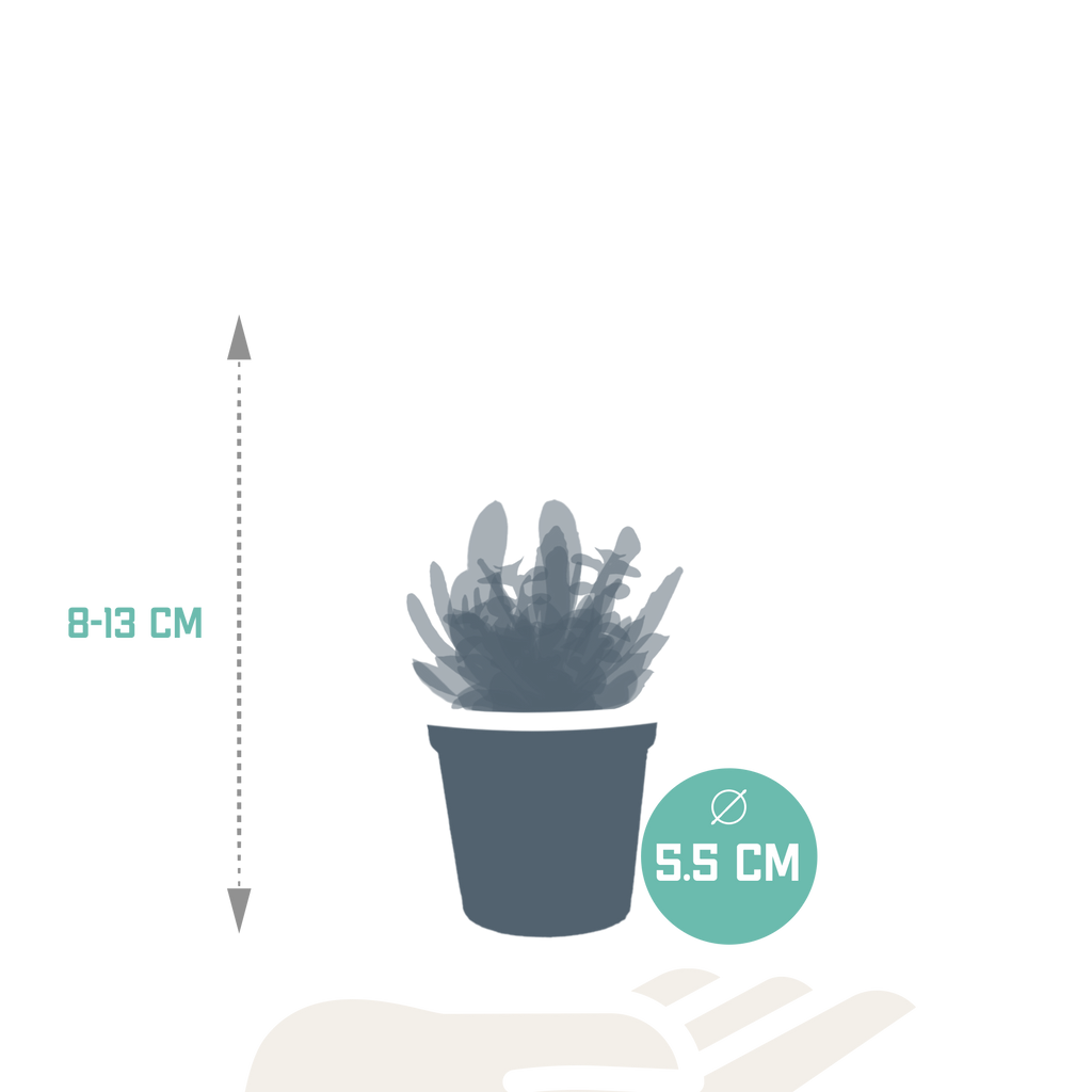 Vetplanten-Mischung 5,5 cm - 10x - zonder pot