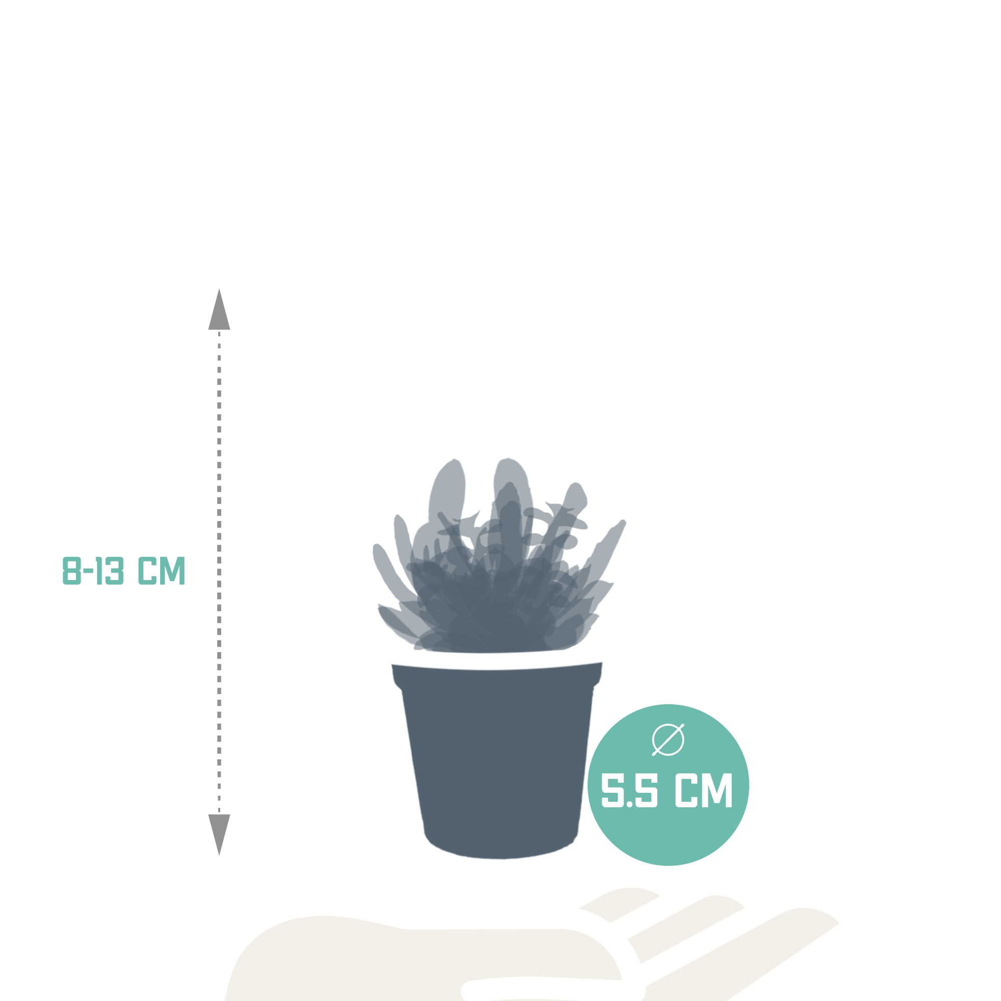 Vetplanten-Mischung 5,5 cm - 10x - zonder pot