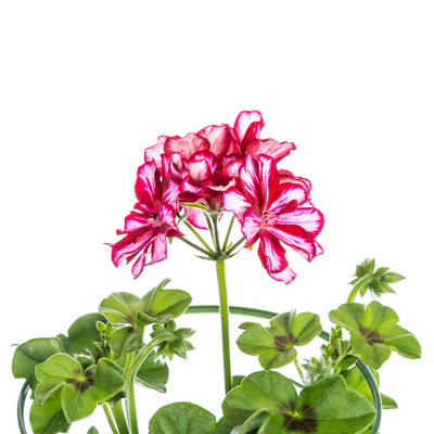 8x Hängegeranien 'Mexica Ruby' Ø12 cm - 20 cm