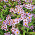 6x Kalimeris 'Blue Star' - Blue Japanese Aster - 10-25cm Bild 6