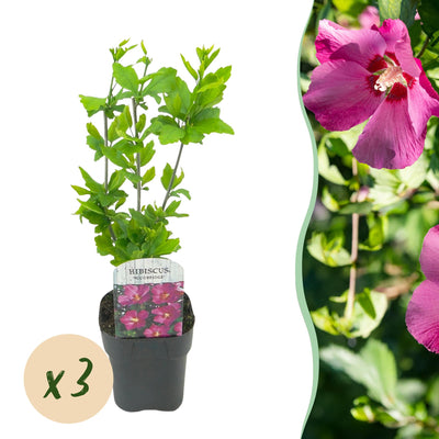 Hibiskus 'Woodbridge' - 3 Pflanzen, Pink, Topf 17cm, 45cm hoch