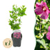 Hibiscus 'Woodbridge' - 3 Plants, Pink, 17cm Pot, 45cm Tall Bild 1