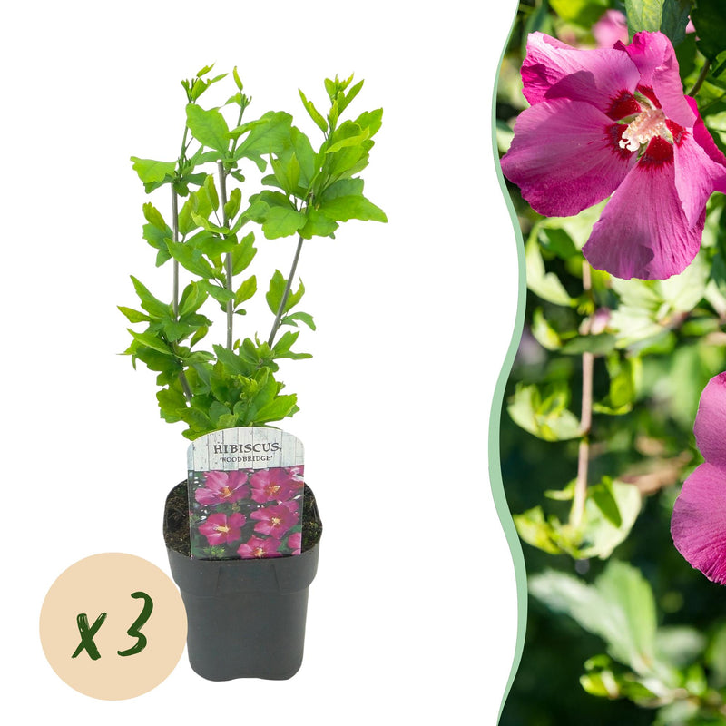 Hibiscus 'Woodbridge' - 3 Plants, Pink, 17cm Pot, 45cm Tall