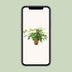 Monstera Minima (Rhaphidophora tetrasperma) in a 15cm pot Bild 5