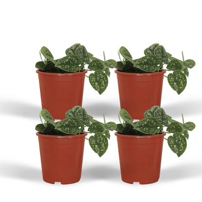 4x Scindapsus Pictus - Silberner Pothos - Topfgröße 5cm, Ø12cm