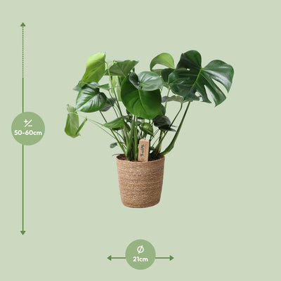 Monstera im Korb - Fensterblatt Pflanze Ø21cm, ↕60cm