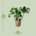 Monstera in basket - Swiss cheese plant Ø21cm, ↕60cm Bild 2
