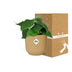 Philodendron Scandens im Topf ELHO Vibes Fold 14 cm gelb Bild 5