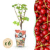 GreenboutiQ - Obstpflanzen - Rote Johannisbeere - Ribes rubrum Jonkheer van Tets - Winterhart - 6 Pflanzen - Topf 9 cm - Rote Johannisbeere Bild 1