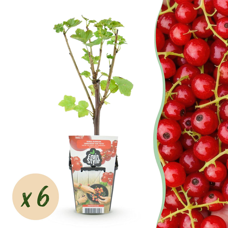 GreenboutiQ - Obstpflanzen - Rote Johannisbeere - Ribes rubrum Jonkheer van Tets - Winterhart - 6 Pflanzen - Topf 9 cm - Rote Johannisbeere
