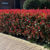 Photinia Fraseri Carre Rouge Heckenpflanze – 6er Pack, 1m Bild 5