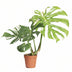 Monstera Thai Constellation – 15cm Pot – 75cm Height Bild 1