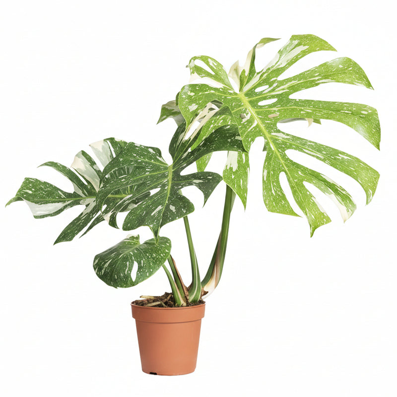 Monstera Thai Constellation – 15cm Pot – 75cm Height