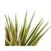 Dracaena Marginata Bicolor Topf Ø17cm, 50-70cm hoch Bild 4