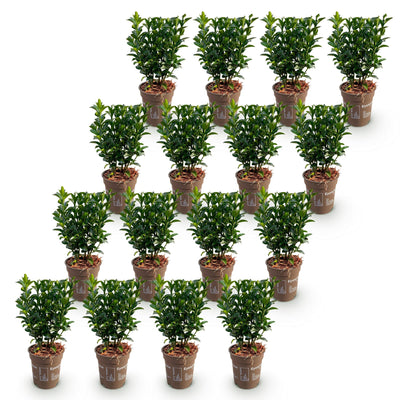 Green boutiQ - 16x Euonymus japonica Green Spire - Pfaffenhütchen - Heckenpflanzen - Immergrün - Grün - Topf 9cm - Höhe 20-25cm