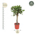 Ficus Benghalensis Tree, 150cm, ø30cm - Tropical Beauty for Your Home Bild 3