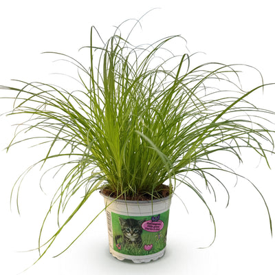 Cyperus alternifolius Zumula – Haustierfreundliche Zimmerpflanze im 12cm Topf