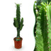 Green boutiQ - Zimmerpflanze - Euphorbia eritrea - Afrikanischer Milchbaum - Wenig Pflege - Grün - 1 - Topf 19cm - Höhe 70cm Bild 1