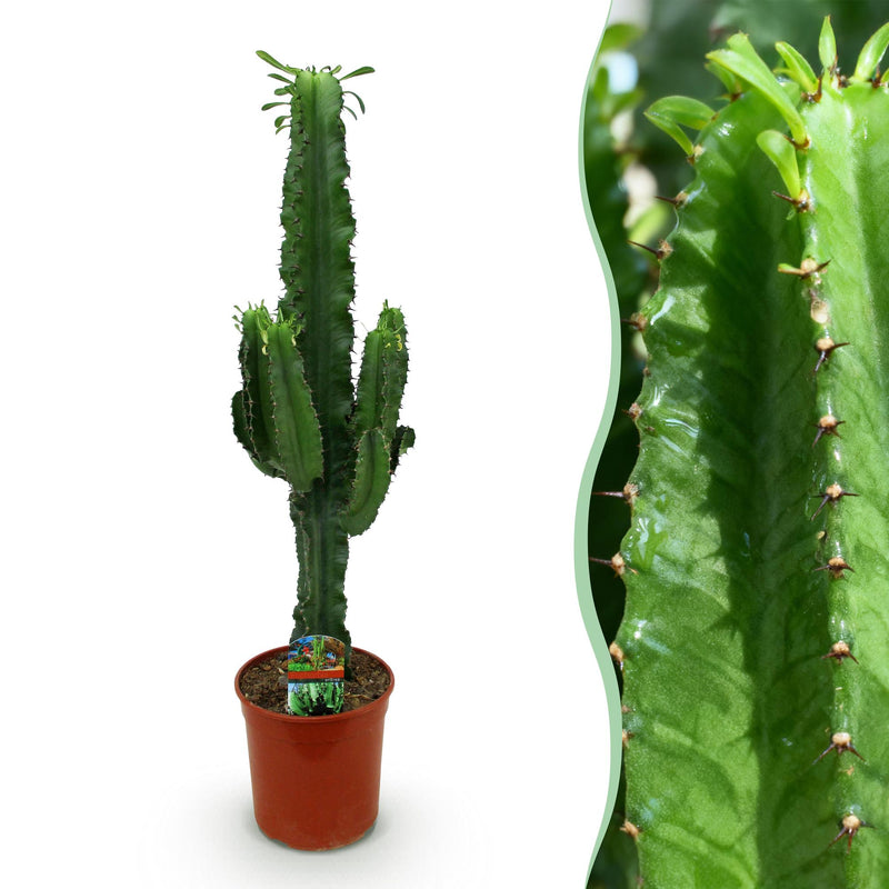 Green boutiQ - Zimmerpflanze - Euphorbia eritrea - Afrikanischer Milchbaum - Wenig Pflege - Grün - 1 - Topf 19cm - Höhe 70cm