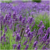 3x Lavender 'Felice' in decorative pot 'Old Look' (13cm) Bild 3